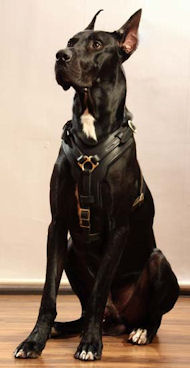 Great dane fashion car harness