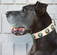 Great dane chain outlet collar