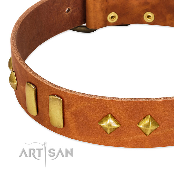 Everyday walking leather dog collar with exceptional studs