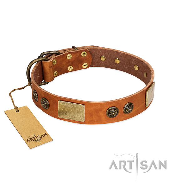 Studded genuine leather dog collar for everyday walking