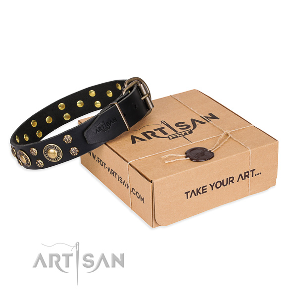 Day-to-day leather dog collar with exceptional studs