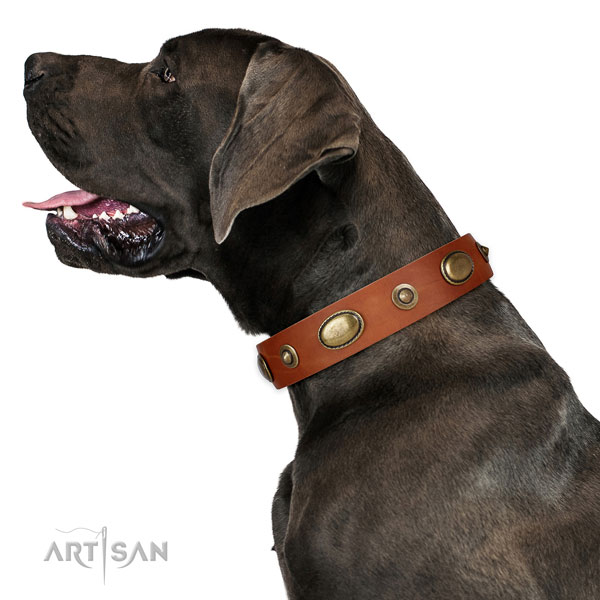 Stylish walking dog collar of natural leather with fashionable decorations