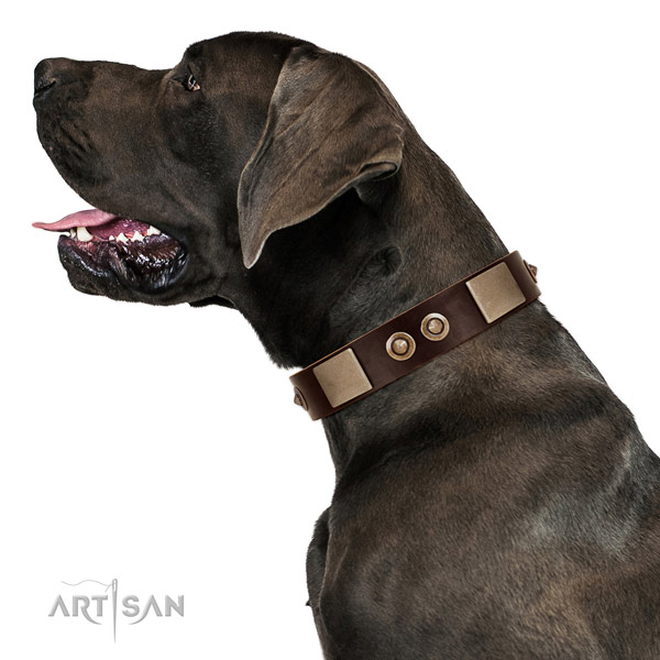 Rust resistant buckle on full grain leather dog collar for stylish walking