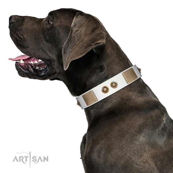 Fancy walking dog collar of natural leather with incredible studs