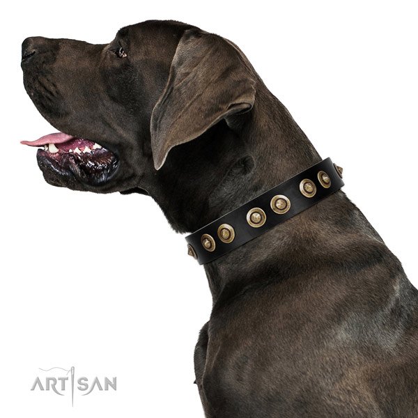 Basic training dog collar of leather with exquisite embellishments