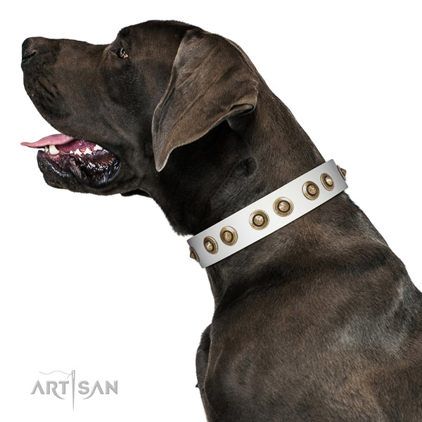 Walking dog collar of leather with amazing studs