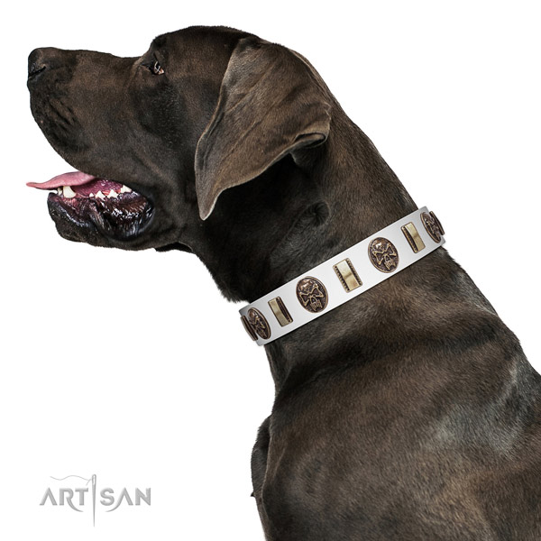 Genuine leather dog collar with significant embellishments