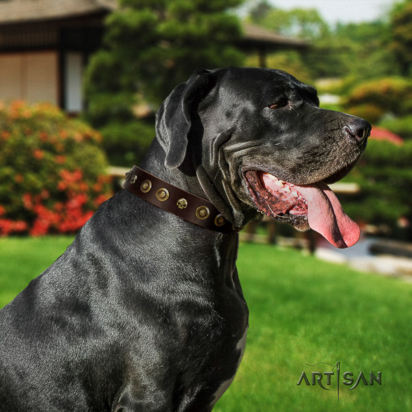Great Dane walking full grain natural leather collar with embellishments for your dog