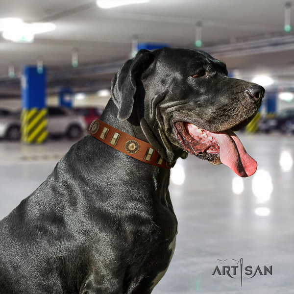 Great Dane comfy wearing full grain genuine leather collar with embellishments for your pet