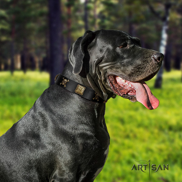 Great Dane fancy walking full grain natural leather collar with studs for your dog
