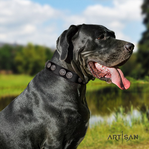 Great Dane daily use full grain genuine leather collar with adornments for your canine