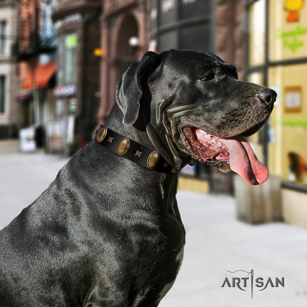 Great Dane basic training full grain leather collar with embellishments for your four-legged friend