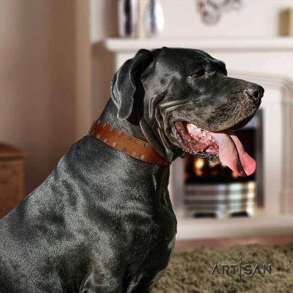 Great Dane comfy wearing full grain genuine leather collar with adornments for your doggie