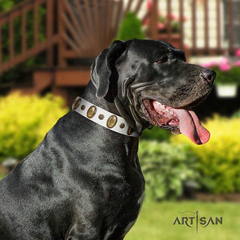Fido's Pleasure FDT Artisan Brown Leather Dog 【Collar】 with Amazing Studs :  Great Dane Breed: Dog Harness, Great Dane Dog Muzzle, Great Dane Dog Collar,  Dog Leash