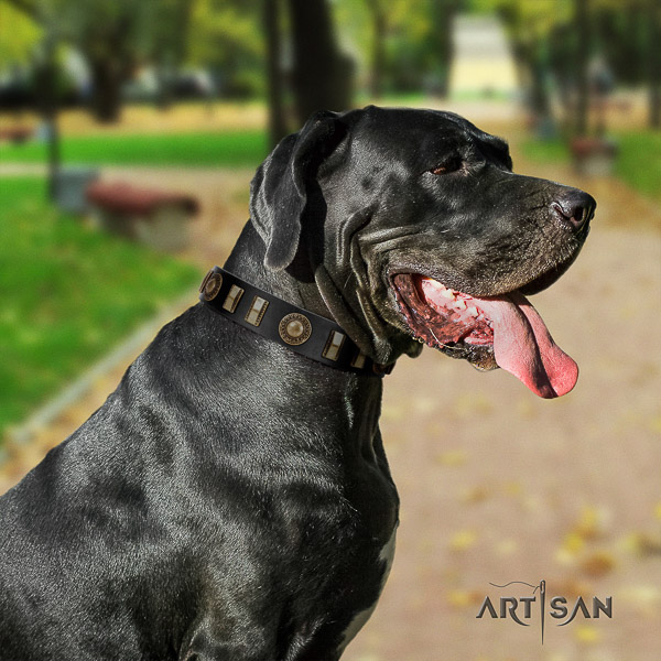Great Dane comfy wearing leather collar with studs for your pet