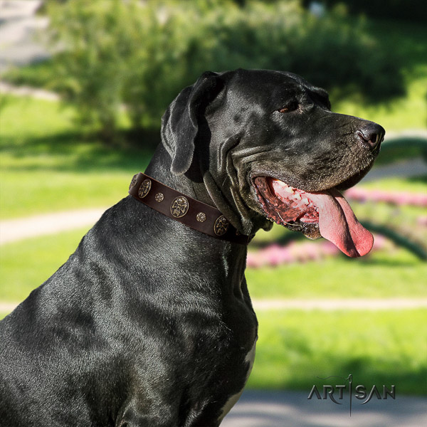 Great Dane comfortable wearing genuine leather collar with studs for your pet