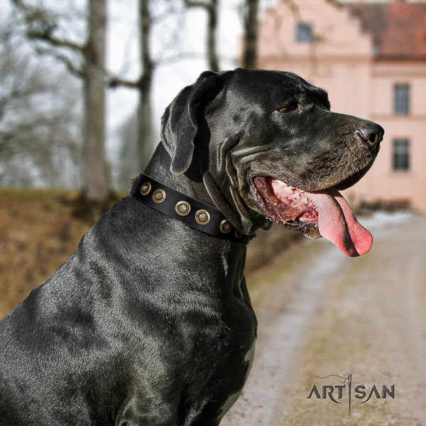 Great Dane handy use full grain leather collar with decorations for your doggie