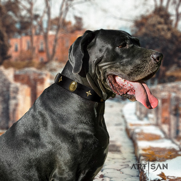 Great Dane comfortable wearing natural leather collar with studs for your dog