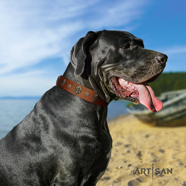 Great Dane walking natural leather collar with adornments for your four-legged friend