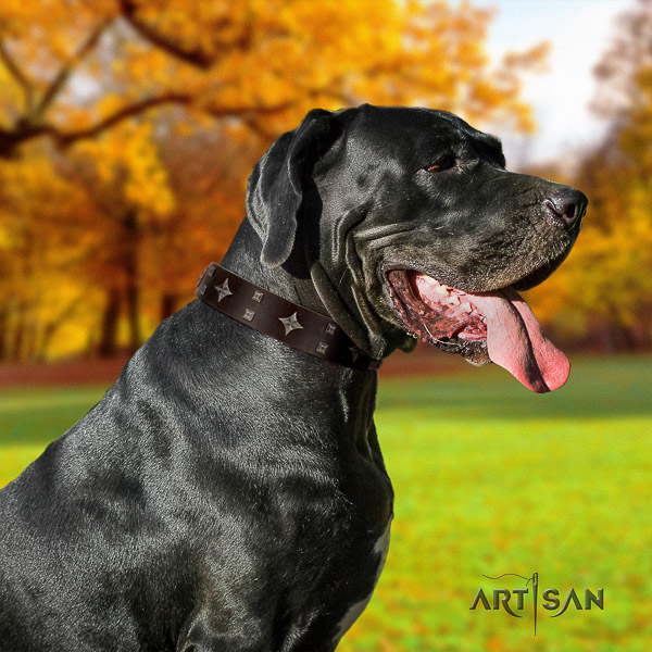 Great Dane everyday walking leather collar with studs for your doggie