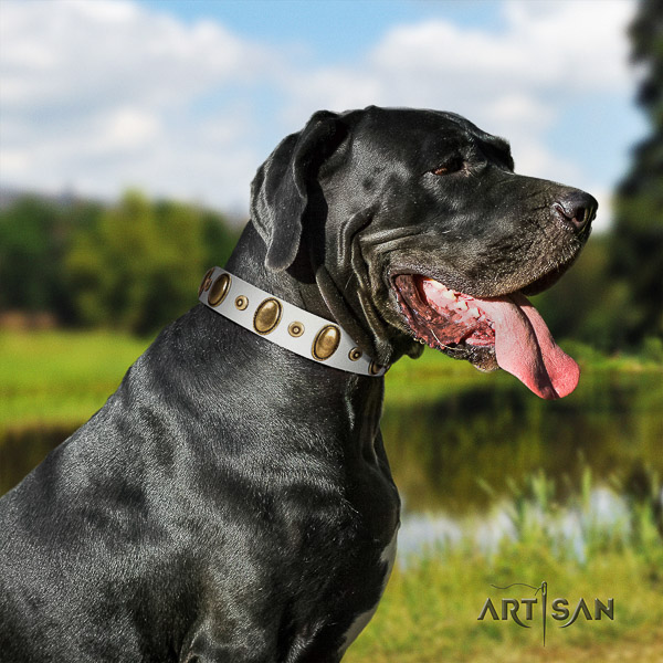 Great Dane stylish walking full grain genuine leather collar with studs for your doggie