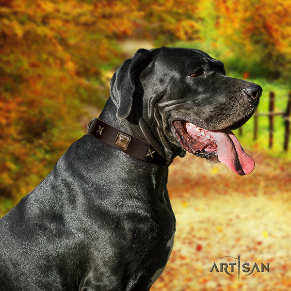 Great Dane daily use genuine leather collar with adornments for your canine