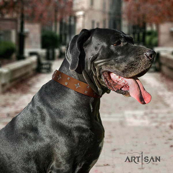 Great Dane walking natural leather collar with adornments for your doggie