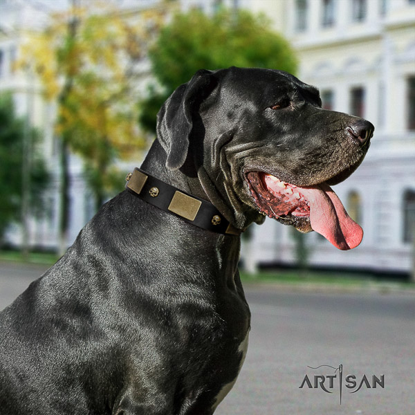 Great Dane walking genuine leather collar with embellishments for your four-legged friend