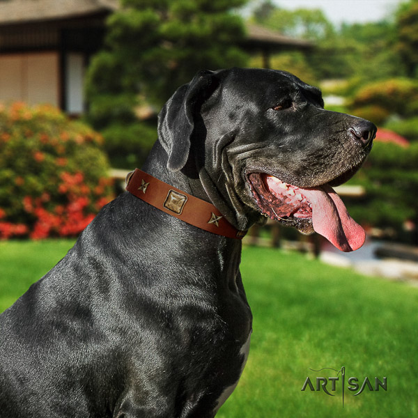 Great Dane stylish walking natural leather collar with adornments for your pet