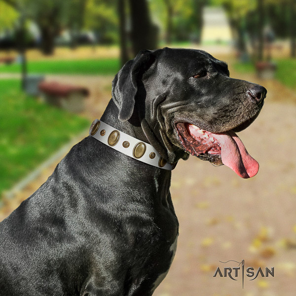 Great Dane comfortable wearing full grain genuine leather collar with embellishments for your dog