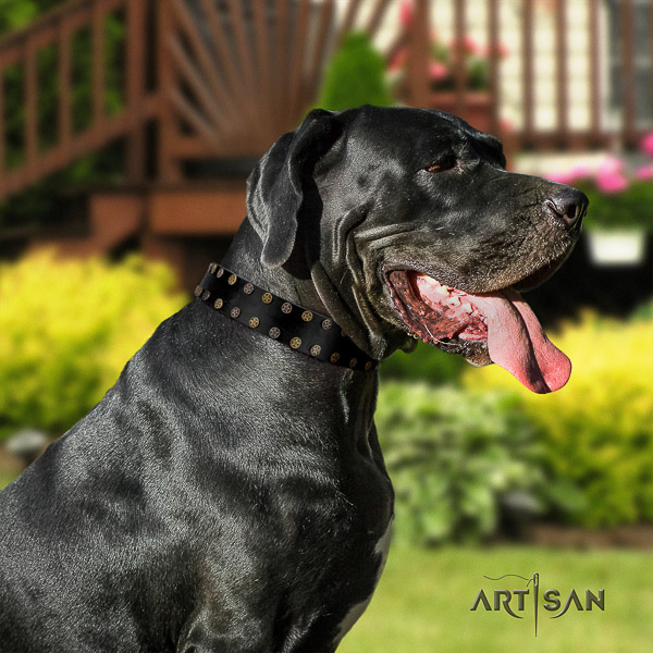 Great Dane comfortable wearing natural leather collar with studs for your pet