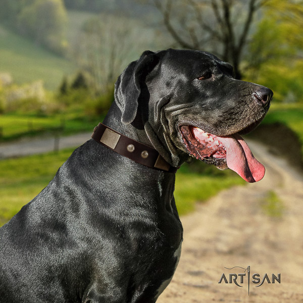 Great Dane daily use full grain genuine leather collar for your impressive dog