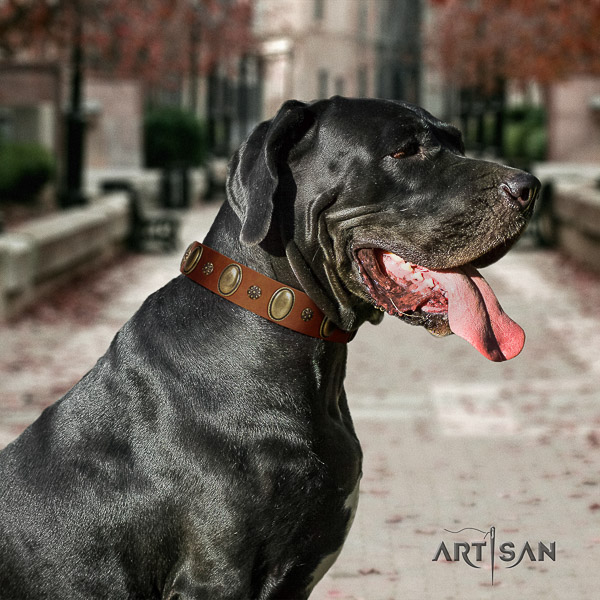 Great Dane basic training full grain natural leather collar with studs for your pet