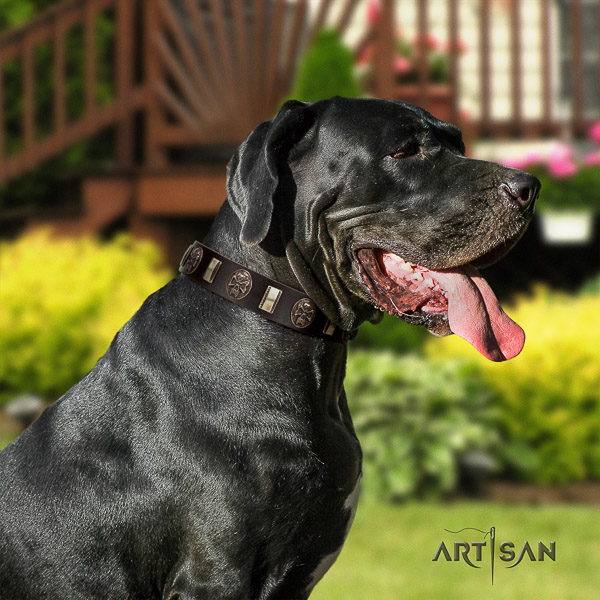 Great Dane basic training full grain leather collar with adornments for your doggie