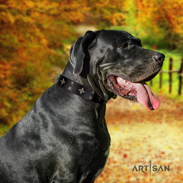 Great Dane everyday use natural leather collar with adornments for your canine