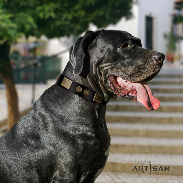 Great Dane daily use full grain genuine leather collar with embellishments for your four-legged friend