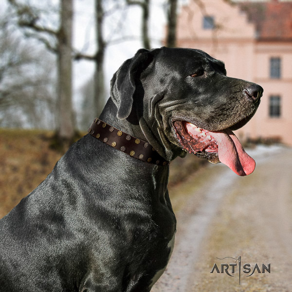 Great Dane stylish walking full grain genuine leather collar with studs for your canine