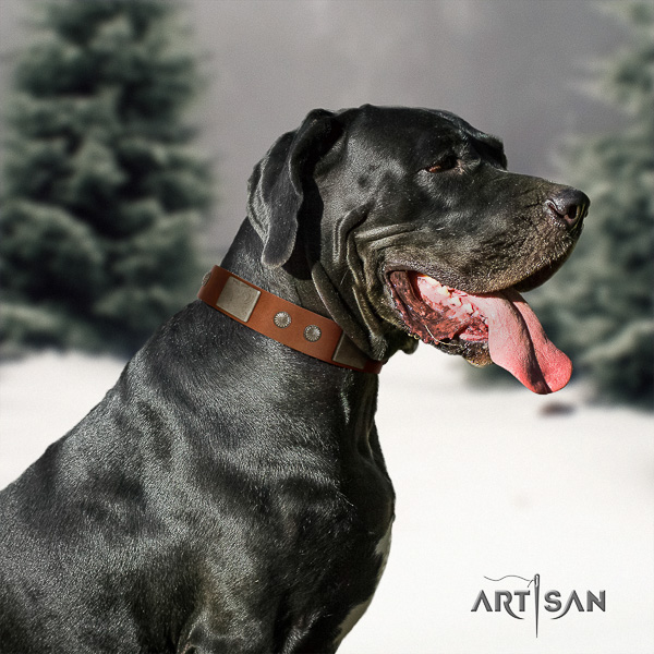 Great Dane comfy wearing full grain natural leather collar for your stylish pet
