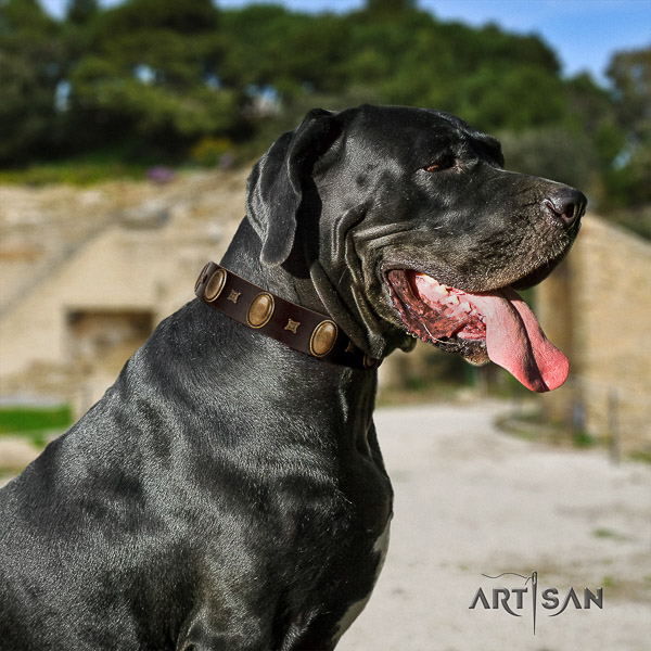 Great Dane everyday use full grain natural leather collar with decorations for your four-legged friend