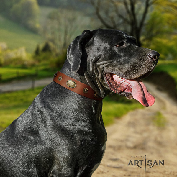 Great Dane convenient collar with amazing decorations for your canine