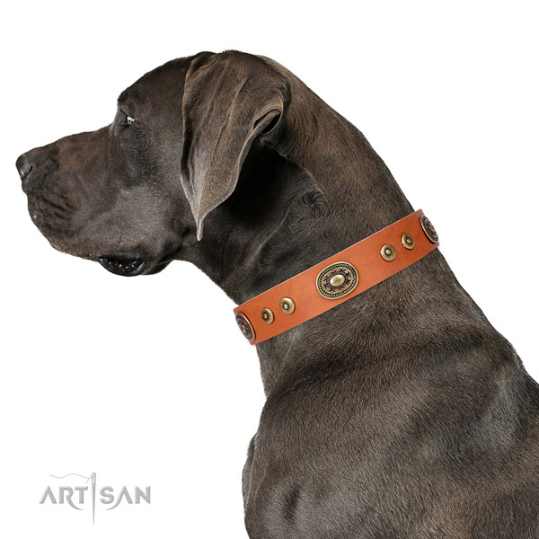 Great Dane stunning natural genuine leather dog collar for handy use