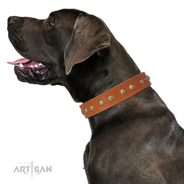 Great Dane impressive full grain genuine leather dog collar for stylish walking