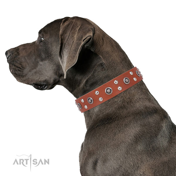 Great Dane stunning full grain natural leather dog collar for everyday walking