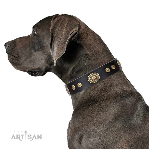 Great Dane best quality natural genuine leather dog collar for easy wearing