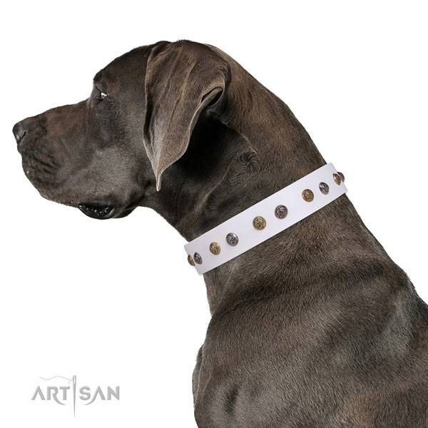 Great Dane trendy full grain leather dog collar for walking