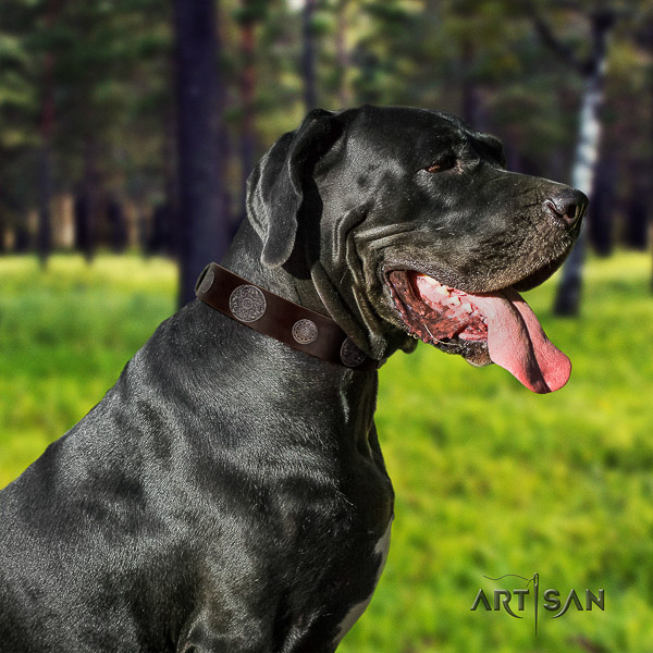 Great Dane everyday walking genuine leather collar with studs for your doggie