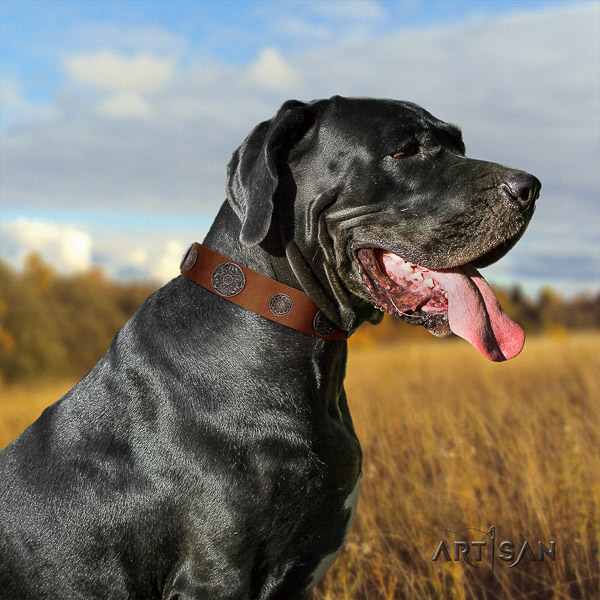 Great Dane comfy wearing natural leather collar with embellishments for your doggie