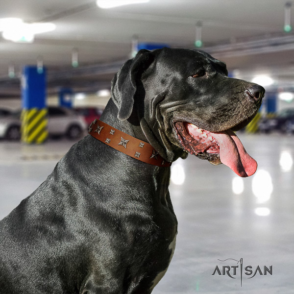 Great Dane comfortable wearing full grain natural leather collar with adornments for your dog