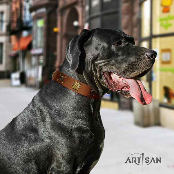 Great Dane walking full grain natural leather collar with studs for your doggie