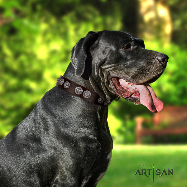 Great Dane everyday walking full grain leather collar with embellishments for your four-legged friend